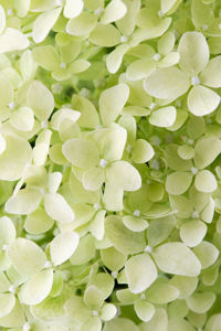 Obraz Hydrangea